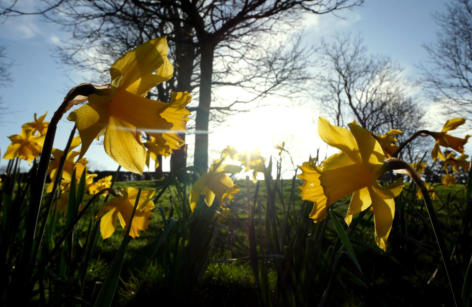 Daffodils bloom in the Arboretum, Nottingham on the second day of Astronomical Spring which began on the day of the Spring Equinox. Photo credit should read: James Warwick/EMPICS Entertainment