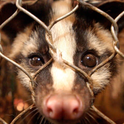 SARS is thought to have jumped from bats to civet cats - Credit: PAUL HILTON/EPA