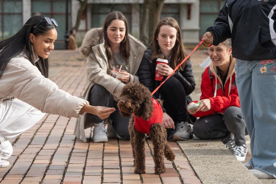 Pebbles, an emotional support dog, is greeted by students at Montclair State University in Montclair, NJ on Monday Nov. 27, 2023.