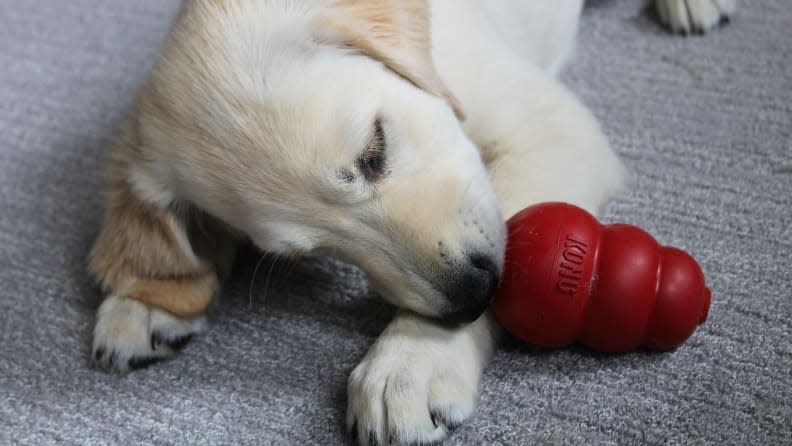 Chewy sells popular dog toys, like the Addy-approved Kong.