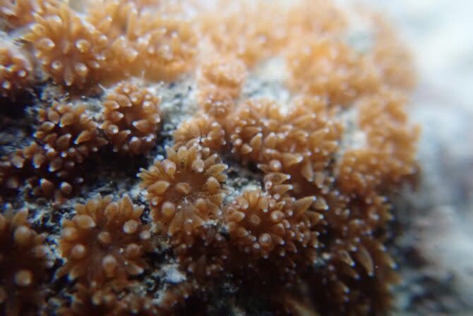 大潭藻礁區一級保育類「柴山多杯孔珊瑚」(Polycyathus Chaishanensis) (圖片來源：Mission Blue)