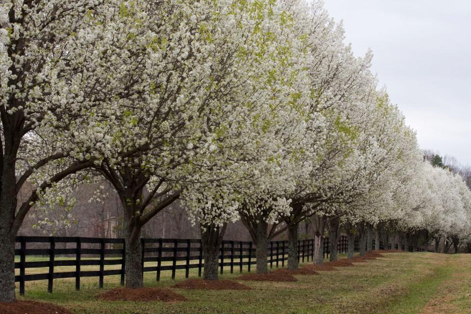 why not to plant a bradford pear