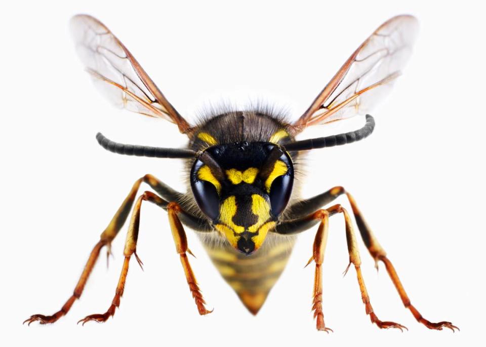 Hot weather could increase the number of yellowjackets and other wasps in California.
