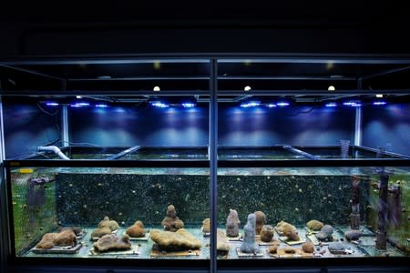 Light illuminates an aquarium full of Pillar coral (Dendrogyra cylindricus) just a few days before the animals would successfully spawn in an aquarium for the first time at a Florida Aquarium facility in Apollo Beach, Florida