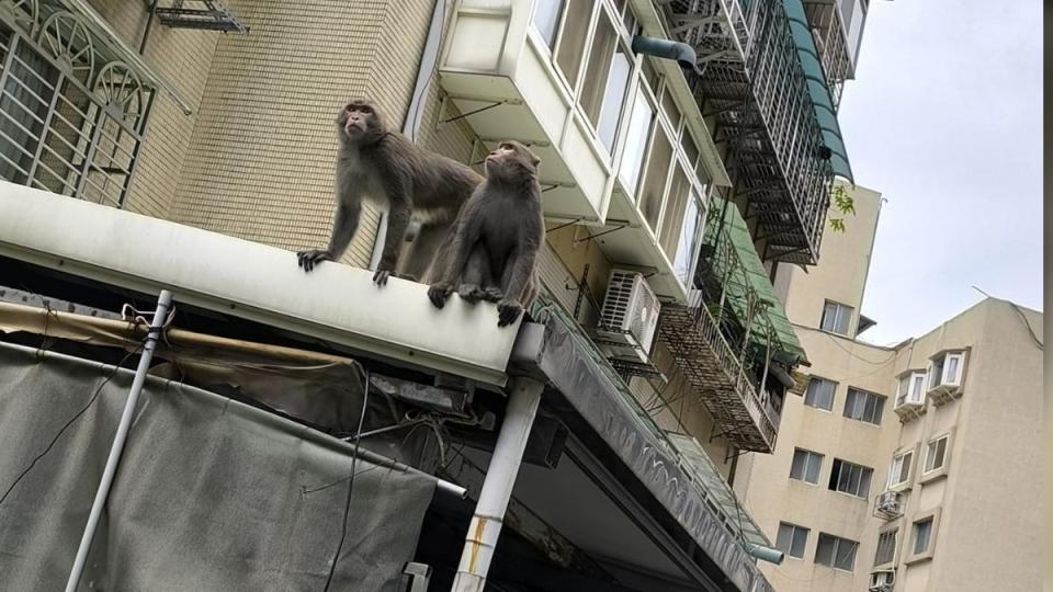 有民眾直擊獼猴在內湖區趴趴走。（圖／翻攝臉書社團「我是內湖人」）