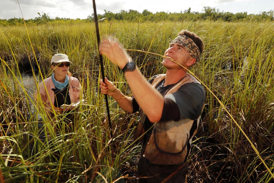 In this Wednesday, Oct. 30, 2019 photo, Lucas Lamb-Wooten, a PhD student at Florida International University, measures a blade of sawgrass during a research outing at Everglades National Park, near Flamingo, Fla. Lamb-Wooten is studying peat collapse in a coastal saw grass marshes. Research assistant Laura Bauman records data at left. (AP Photo/Robert F. Bukaty)