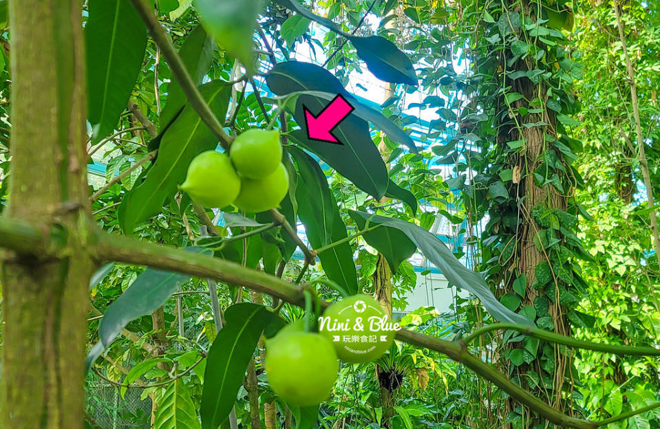 台中｜國立自然科學博物館植物園