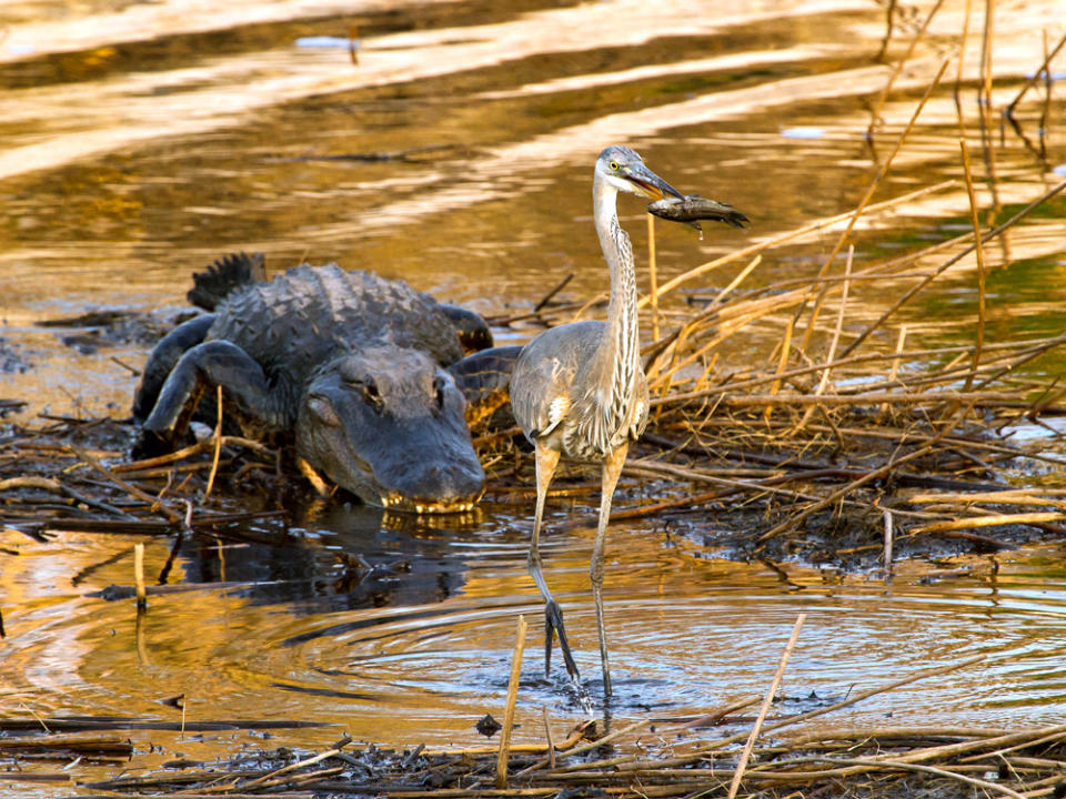 This picture was taken on Paynes Prairie Preserve near Gainesville, Florida. The great blue heron, absorbed in trying to swallow the fish, wasn't the least bit concerned about the lurking alligator. Finally after downing the fish, the heron moved on to a safer place. (Photo and caption Courtesy Frederick Ross / National Geographic Your Shot) <br> <br> <a href="http://ngm.nationalgeographic.com/your-shot/weekly-wrapper" rel="nofollow noopener" target="_blank" data-ylk="slk:Click here" class="link ">Click here</a> for more photos from National Geographic Your Shot.
