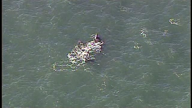 Two right whales we seen swimming off the coast of New Smyrna Beach.