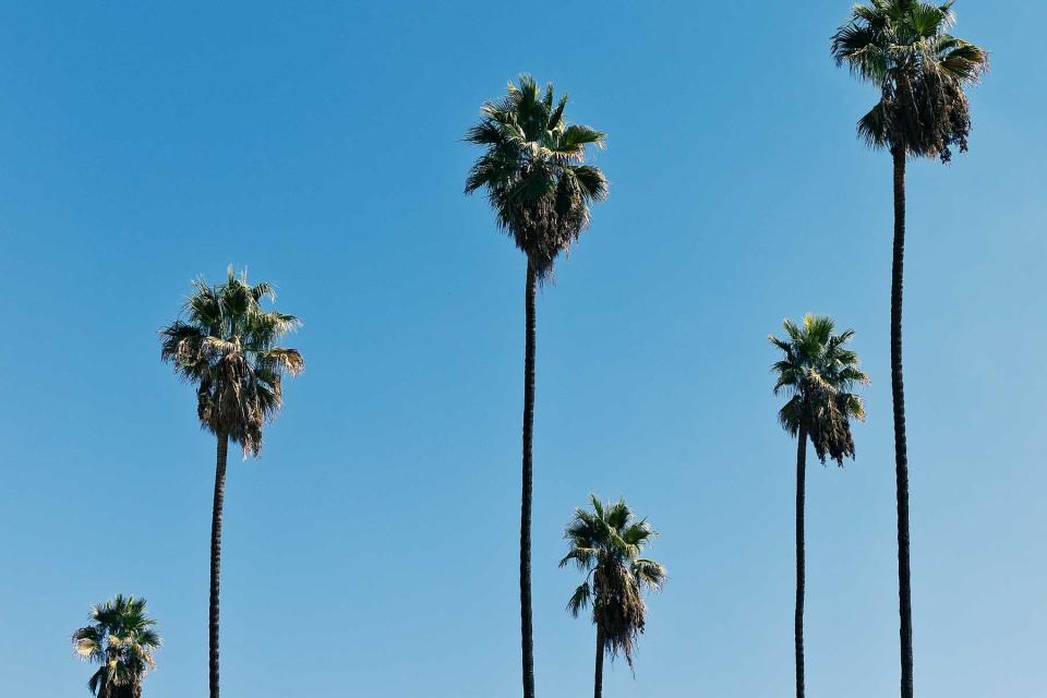 Tall skinny plam trees against a clear blue sky