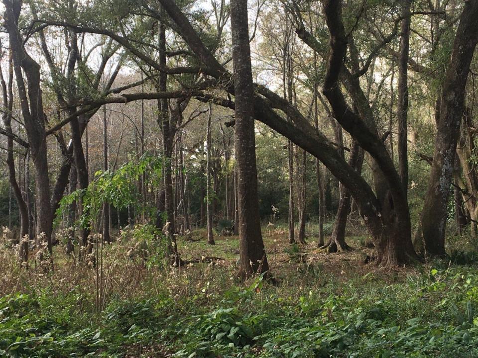 This wetlands is on a 2.7-acre city-owned parcel on Park Lane near Crestview High School.