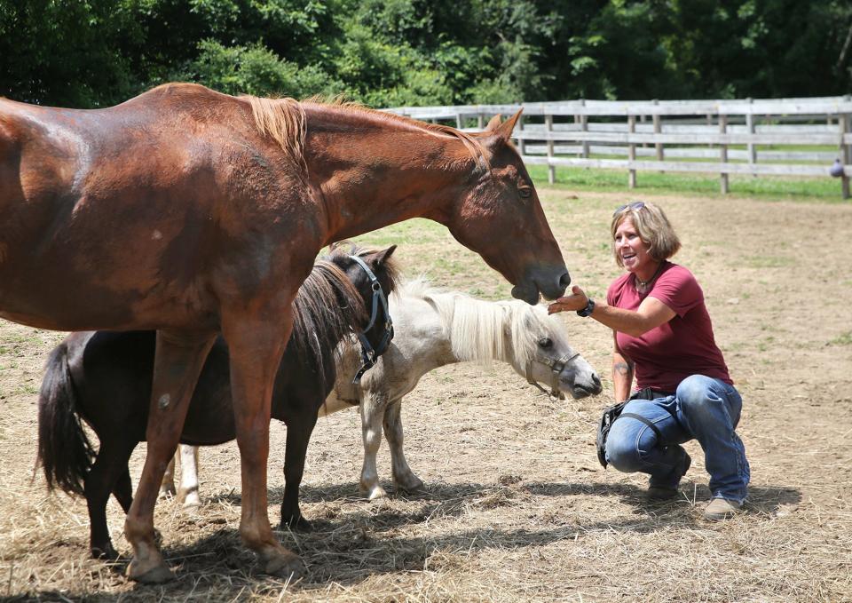 Michelle Murch, equine and farm program manager at the NHSPCA in Stratham, gets the attention of two mini horses and a larger breed. There are 23 horses at the Stratham facility and it's getting crowded and expensive to feed and care for them all, according to the organization's leaders.