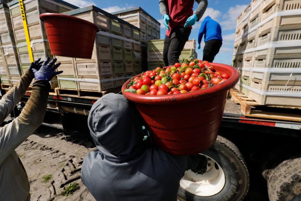 Field workers toss their grape tomatoes baskets to the main collection vehicle while harvesting at a Sunripe Certified Brands farm in Immokalee Friday, February 9, 2024. The farm is one of a growing number which works with the Coalition of Immokalee Workers. The CIW, started in 1993 by a group of six workers has been fighting for the rights of workers since its inception.