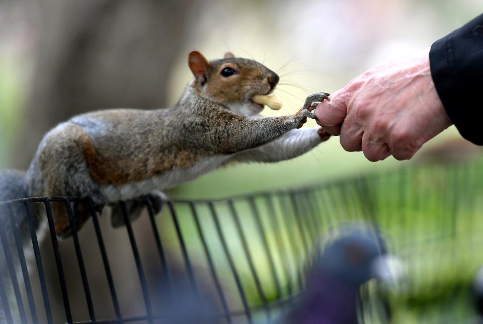 The famously invasive grey squirrel is now a common sight across the UKAFP via Getty Images