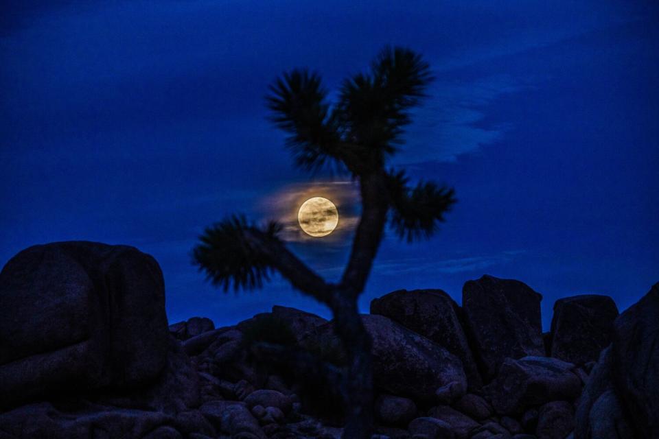 Clouds surround the super flower moon rising above rocks and Joshua trees.