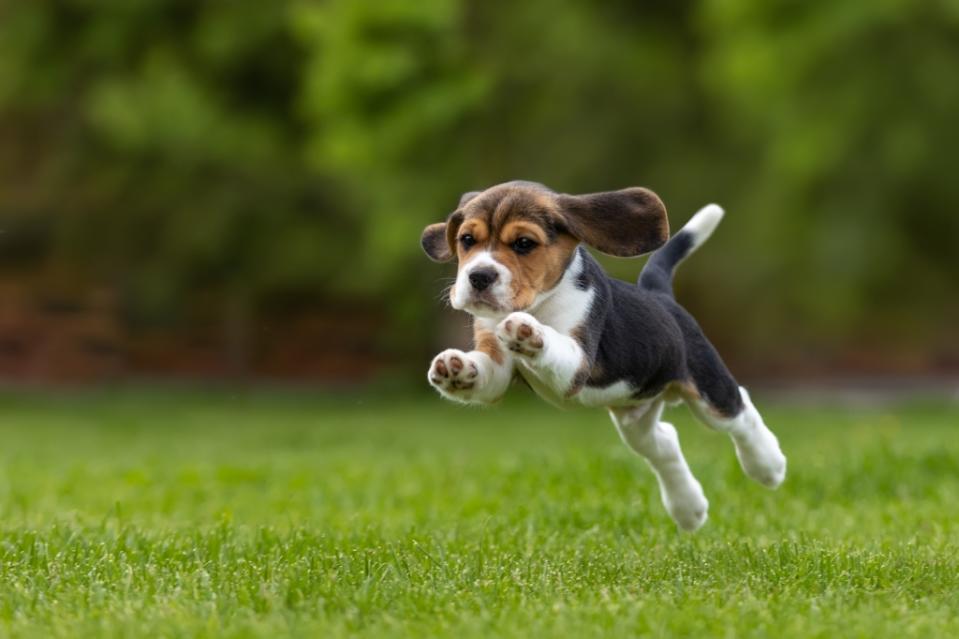 beagle puppy