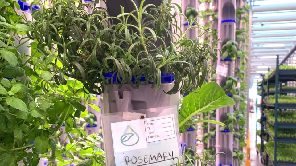  Eden Green Technology will grow, package and ship more than 10 herb varieties, including rosemary. (Photo: Eden Green Technology)<br>