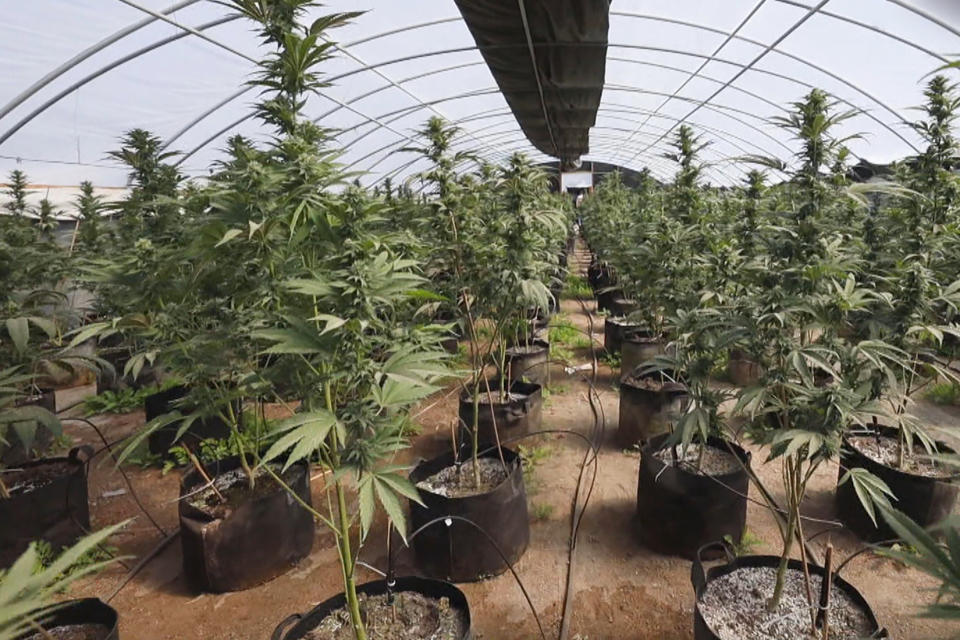 A black market marijuana farm. (NBC News)