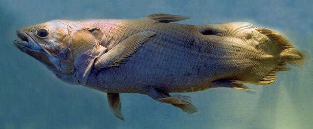 Extinct Fish Species That Existed Over 420 Million Years Ago Found Alive in  the Indian Ocean