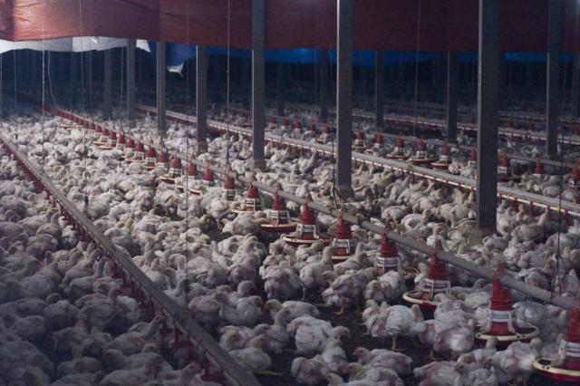 Report: Malaysian poultry farms speeding up supply to Singapore