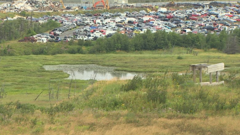 How a St. John's wildlife oasis prevents flooding in the city