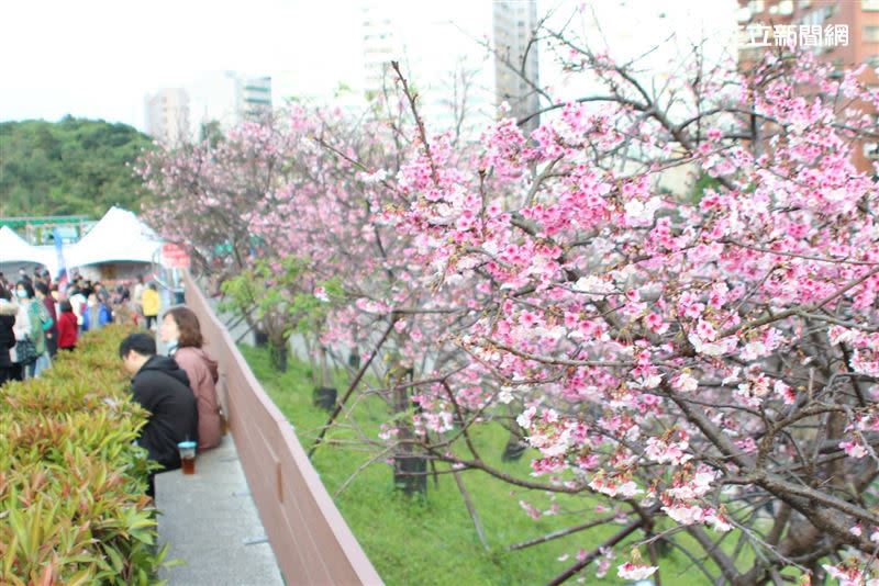 今年樂活夜櫻季將在1/30登場（圖／台北市政府提供）