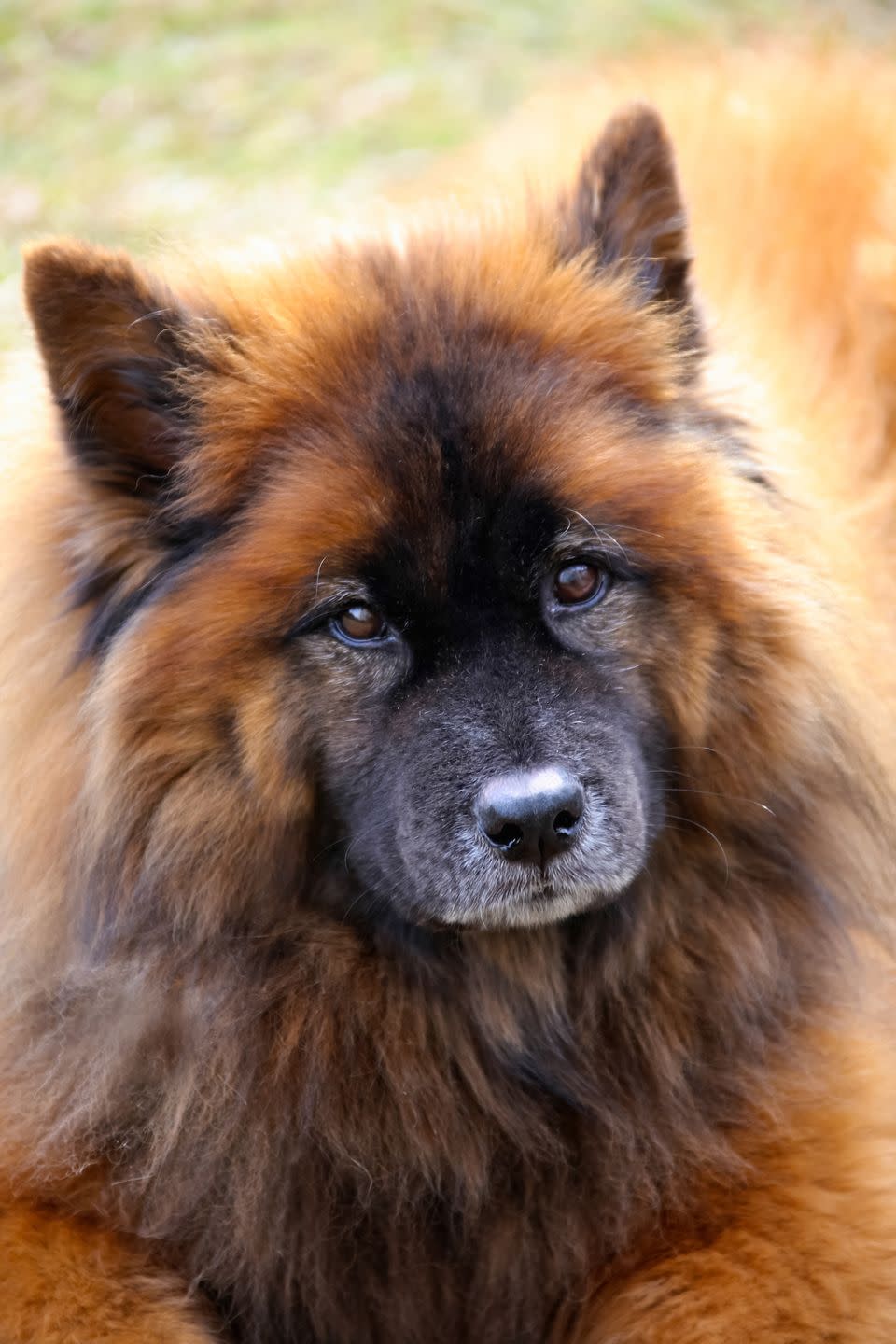 medium size breeds eurasier