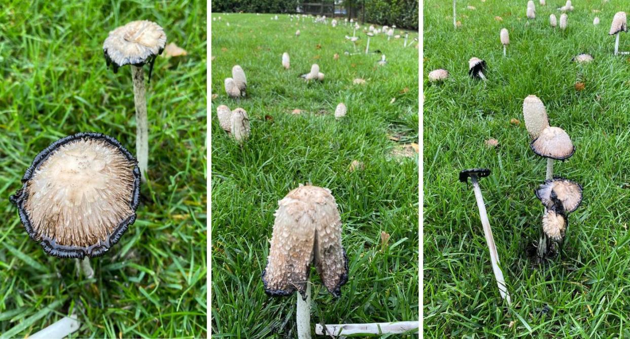 The mushrooms which sprouted in the woman's yard.