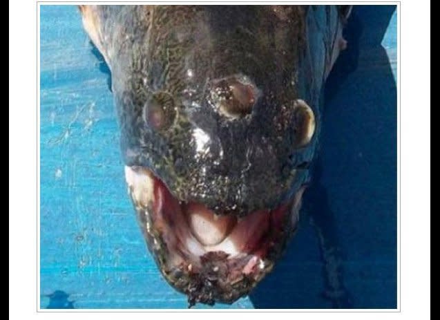 Fishermen landed a three-eyed fish in Argentina near a nuclear reactor in October 2011. 