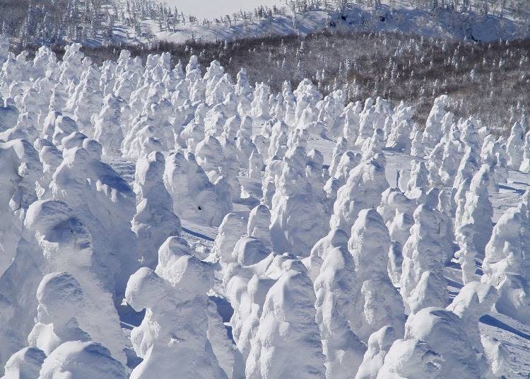 樹冰又名「冰雪怪獸」