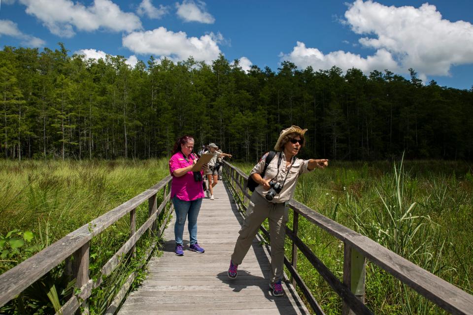 Brenda Stelzer spots another Brazilian Skipper during a butterfly count on Tuesday, July 16, 2019, at the AudubonÕs Corkscrew Swamp Sanctuary.