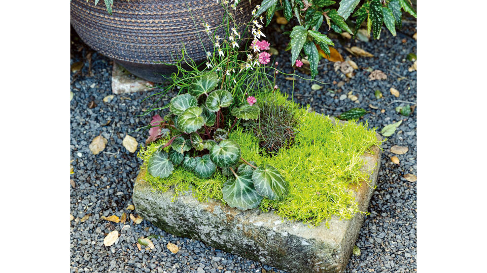 Container garden ideas: Vintage stone water trough filled with soil, begonia, spiral grass, sea thrift and moss