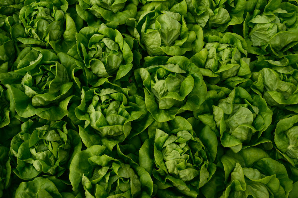 Full frame lettuce. Lettuce linked to hepatitis A virus infection. 