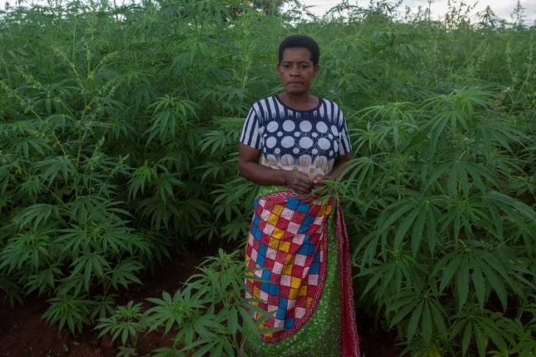 Falice Nkhoma, who is part of the Tilitonse Cooperative for Cannabis Growers, hopes cannabis farming will bring 'good returns' (AFP/Amos Gumulira)