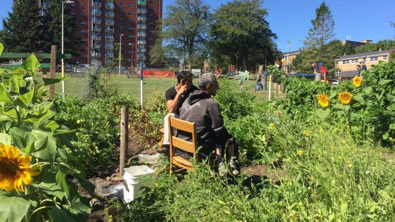 Hope Blooms shares garden plots with new neighbours from Syria