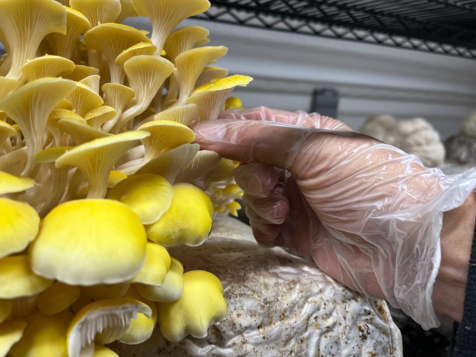 Yellow oyster mushrooms like these are among the four kinds of oyster mushrooms grown inside the shipping containers. Blue oyster, pink oyster, and king oyster mushrooms are also grown. 