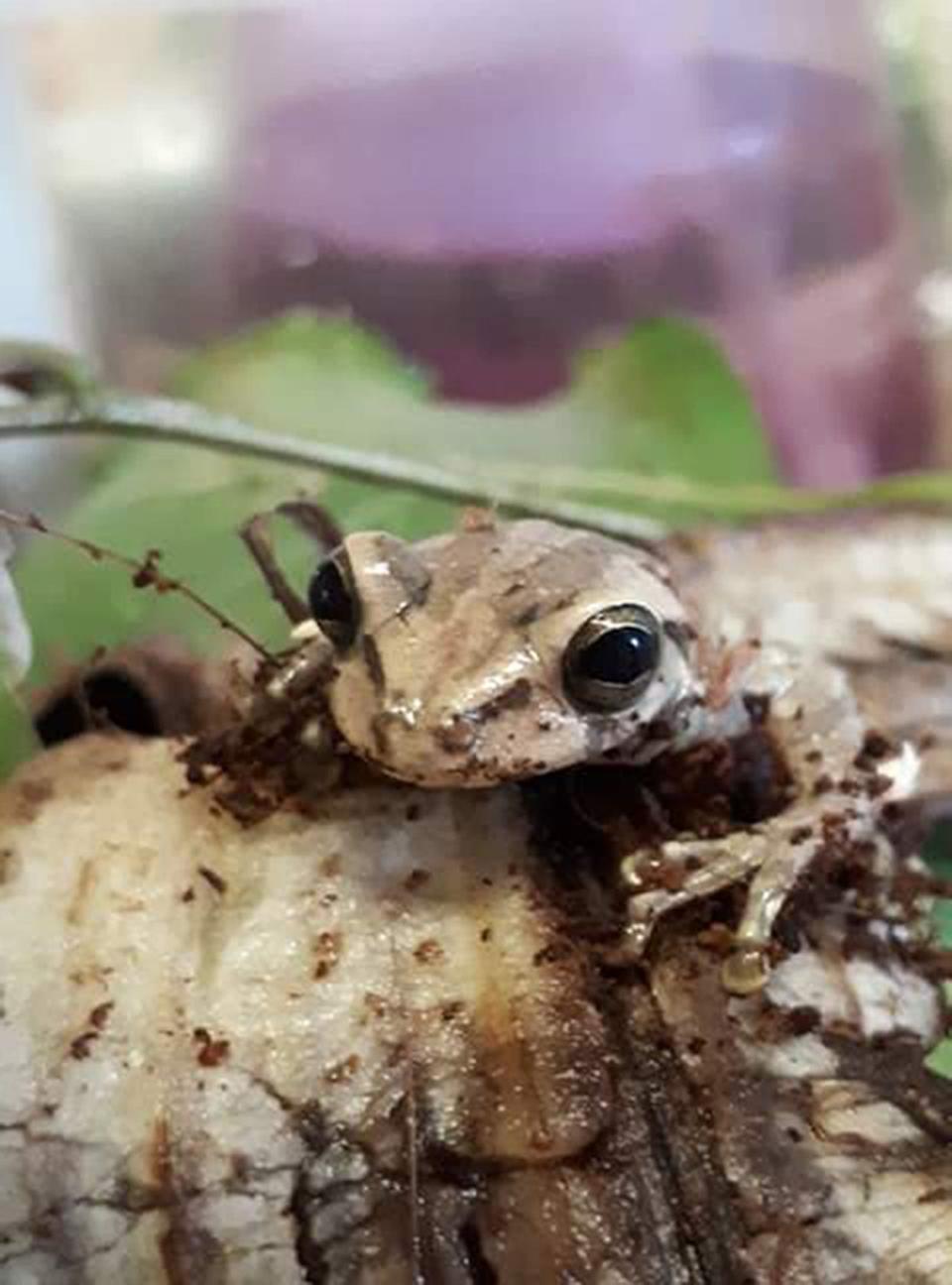 The frog, now named Asda in honour of his rescuers, has now been transferred to specialist animal centre (PA)