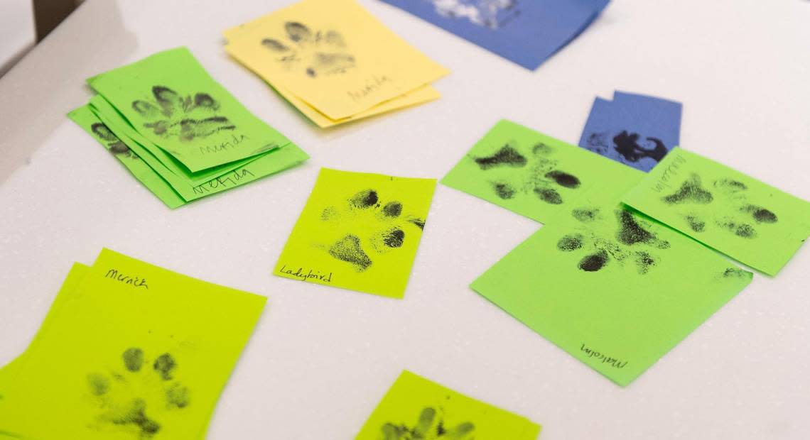 “Something to remember them by,” a KC Pet Project employee said. Paw prints of dogs that have been euthanized, offered to staff and volunteers, sit on a table at KC Pet Project.