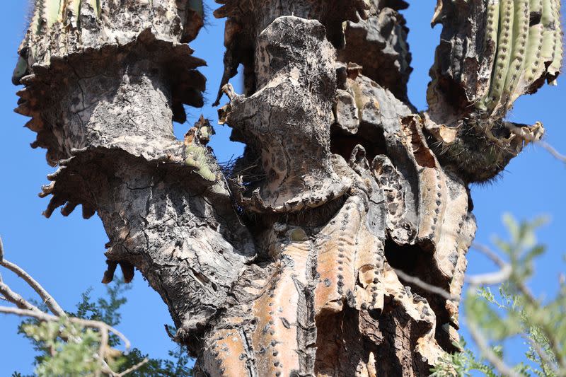 Arizona's extreme heat and drought is impacting the state's iconic Saguaro