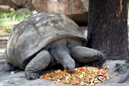 The Cincinnati Zoo is a conservationist site that has over 500 animal species. 