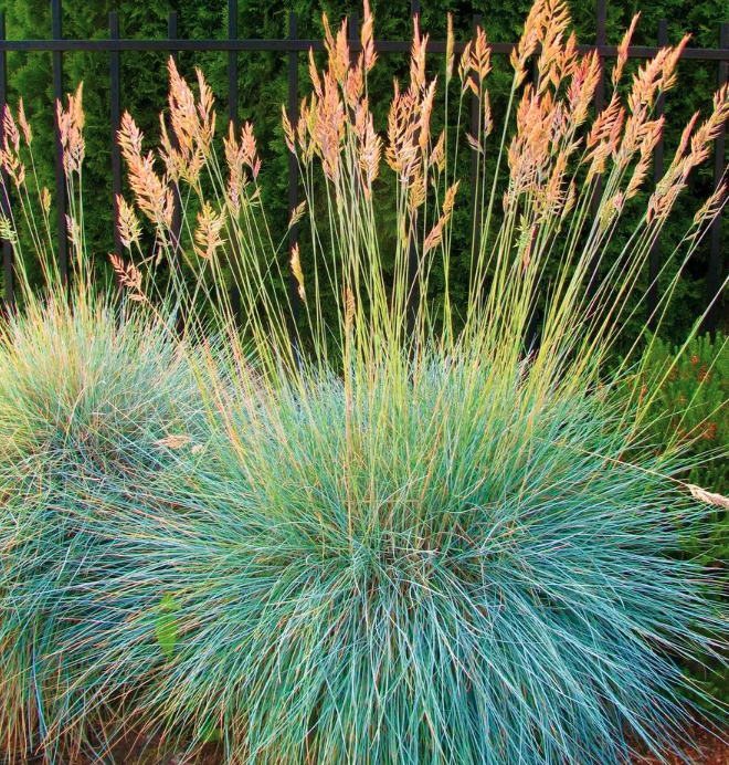 elijah blue fescue grass, lawn alternatives