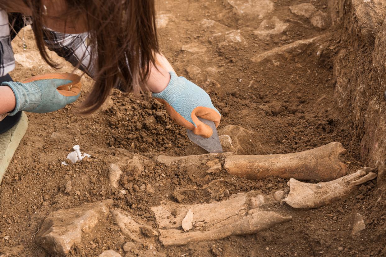 Bone fragments