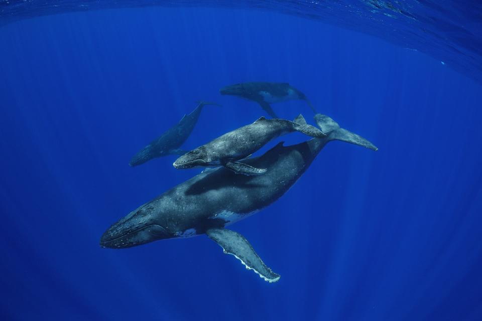 A mother Humpback Whale with her calf in the waters off of Rarotonga, Cook Islands along with two escort males. Humpbacks in this region spend summers feeding in Antarctica, then migrate to the South Pacific to places like the Cook Islands where they have their calves and spend time in the warm, protected waters here.
