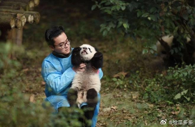 中國知名貓熊保育員，被爆婚外情睡正妹粉絲！遭控養萌獸變禽獸「射後不理」致孕。（翻自微博）