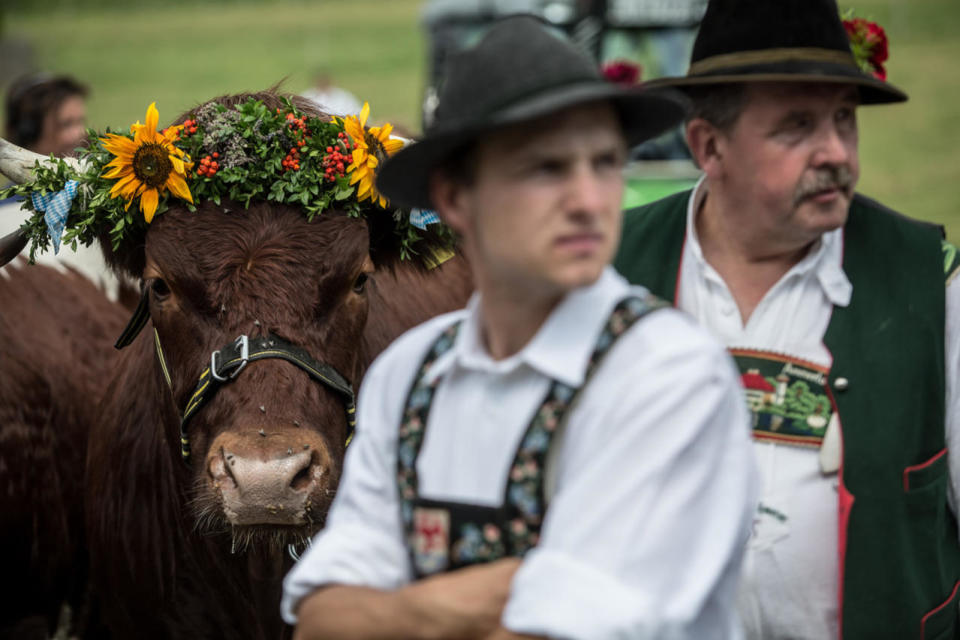 <p>Participants wearing traditional Bavarian lederhosen wait with their ox for competing in the 2016 Muensing Oxen Race (Muensinger Ochsenrennen) on August 28, 2016 in Muensing, Germany. (Photo: Matej Divizna/Getty Images)</p>