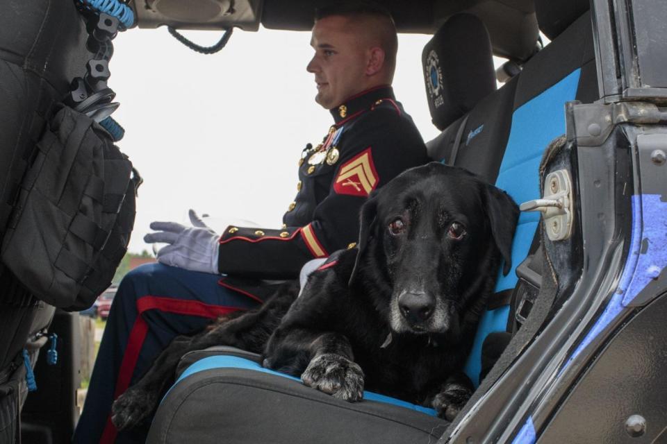 The labrador was recently diagnosed with terminal bone cancer (AP)