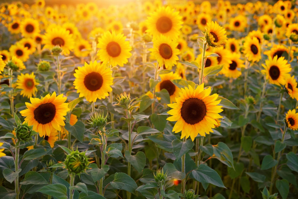 杉林向日葵花海(Photo Credit: Bru-nO@pixabay.com, License CC0，圖片來源：https://pixabay.com/zh/photos/sunflower-sunflower-field-flowers-3550693/)