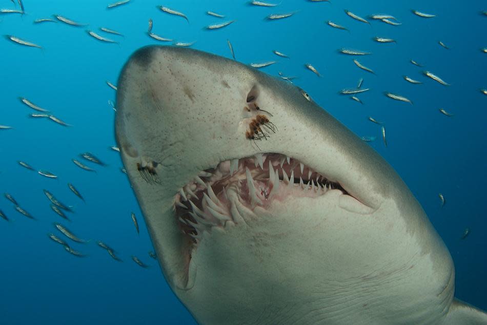 A Sand Tiger Shark displays his toothy grin in North Carolina waters.