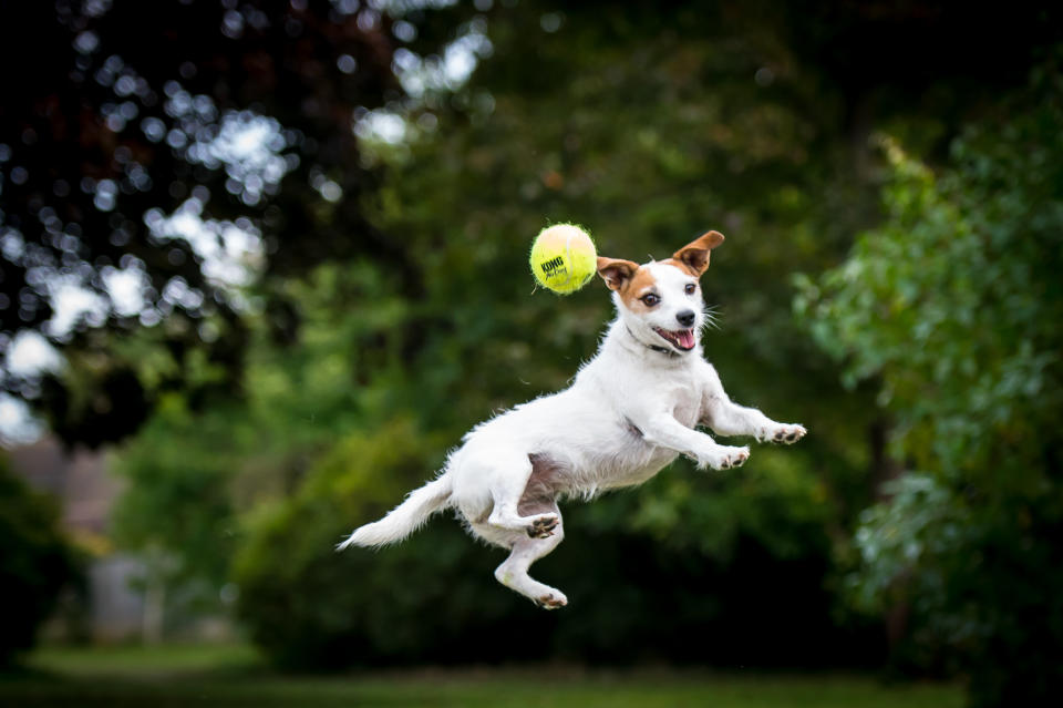 Das Hunde-Praktikum ist besser bezahlt als so mancher Vollzeitjob. (Symbolbild: Getty Images)