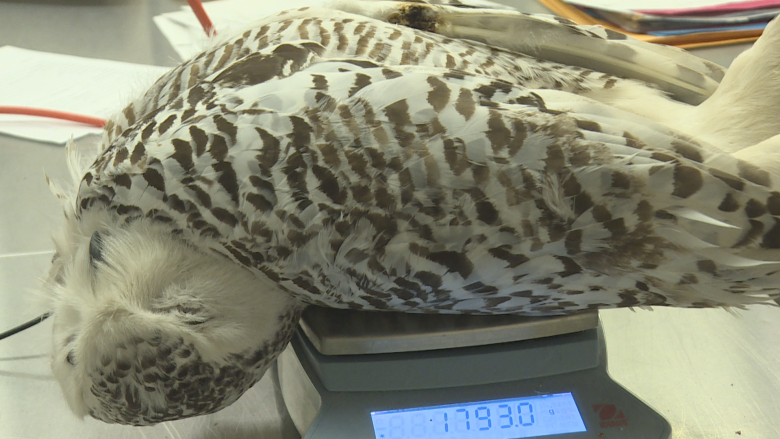 Snowy owl electrocuted mid-flight by Saint John power lines